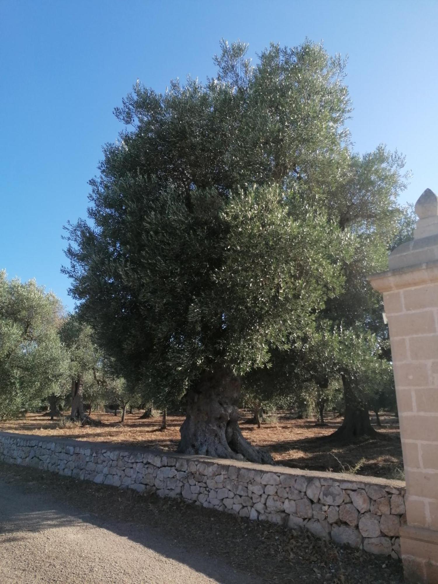 Masseria Le Betulle San Vito dei Normanni Ngoại thất bức ảnh